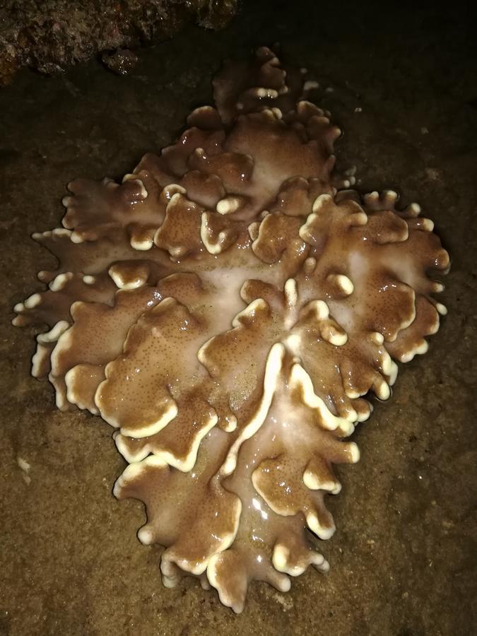 Simukut Place Kampong Pasir Sanang Burong Exteriör bild